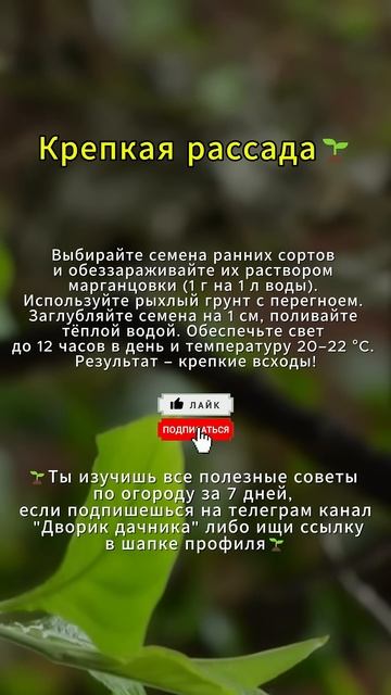 Как вырастить крепкую рассаду? #огород #сад смотреть онлайн