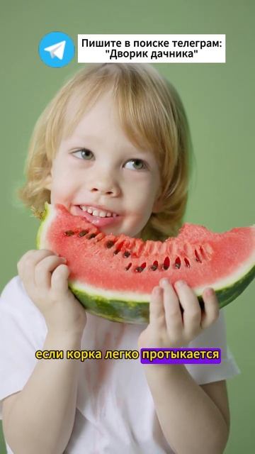 Как выбрать арбуз? #арбуз #огород #полив #сад #садогоро? смотреть онлайн