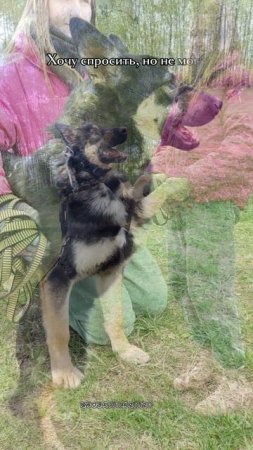 Я Перчик и я жду тебя в приюте