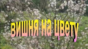 Вишня зацвела. Такая красота глаз радует