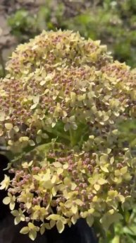 Гортензия древовидная/ Hydrangea arborescens Lime Rickey.