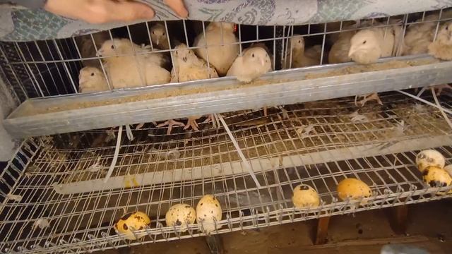 Содержание перепелов в зимний период