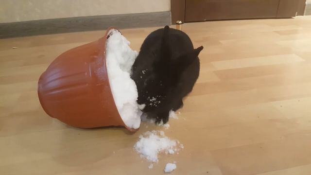 Кролик и снег