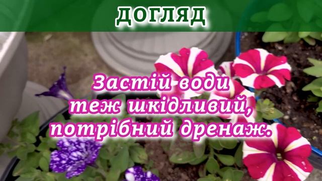 Гвоздика, Петунія, Флокс 🌸 Секрети краси і догляду. Му
