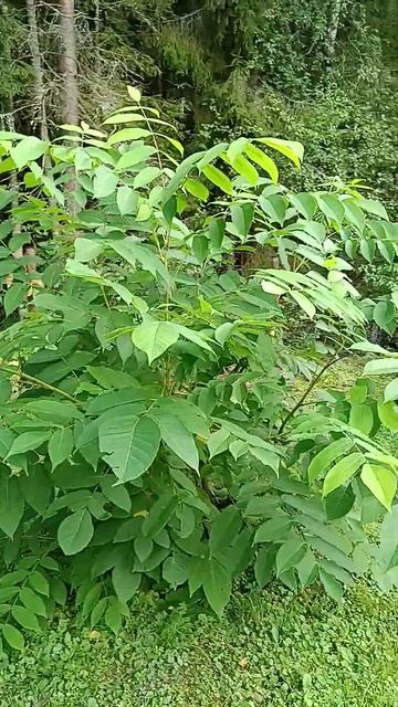 Маньчжурский орех. #сад #дача #огород #garden #рек #огород #?