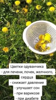 Одуванчики.Польза