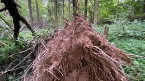 В лесу упало дерево