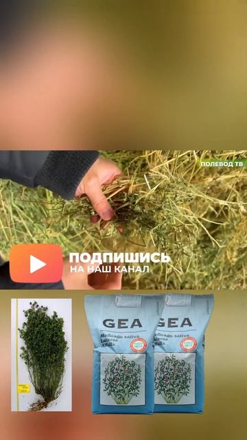 Люцерна, которая приносит больше урожая!!!  #семена #люц