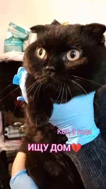 Щекастый молодой котик ищет семью💜