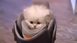 Маленький котенок, а рычит как большой тигр