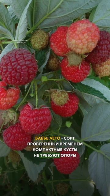 5 ЛУЧШИХ СОРТОВ ремонтантной малины 🔥 смотреть онлайн