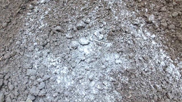 Садимо цибулю на зиму. Що потрібно врахувати під час п?