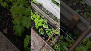 Посадка винограда в сибири. Сравнение Траншея, Тёплая