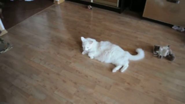 Кот и шпиц. Черешня