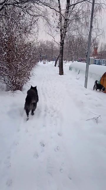 Собаку не кормить☝️ ч. 6 #россия #собаки #щенок #счасть?