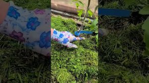 Мульча из крапивы #сад #огород #дача #рассада #урожай