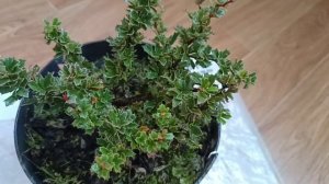 Редкий  вечнозеленый сорт Барбарис Дарвина.