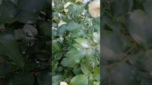 цветение роз ландлуст,росток,Элизабет.