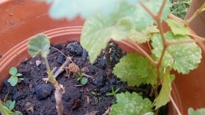 Виноград из Косточки!!!                        Как Вырастить!!!