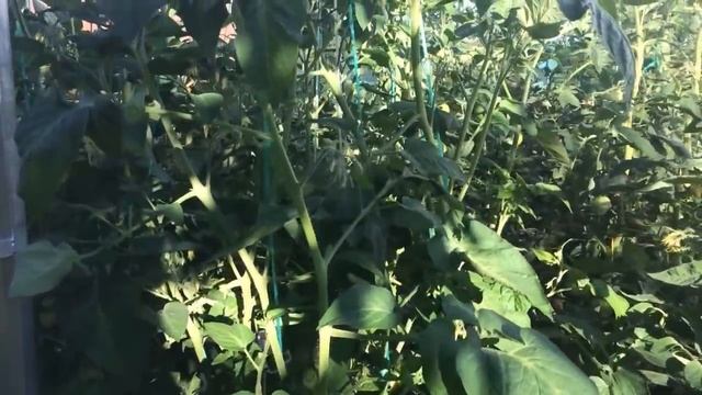 Как вырастить томаты черри Сажать по два в лунку Как формировать, как пасынковать помидоры черри