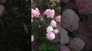 Метельчатая гортензия Самарская Лидия. 31.07.2024г.