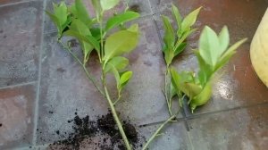 Лимон Лунарио размножение воздушными отводками