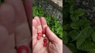 Дикая земляника в саду. Просто растет без ухода.