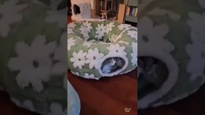 Забавная подборка с котиками #юмор #коты #кошки #мило