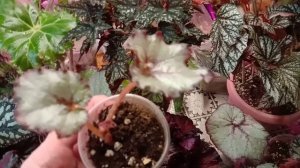 video_20250506_165842.mp4любимые бегонит