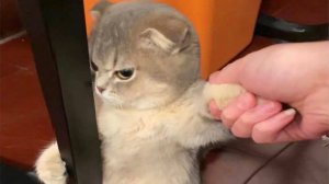 Если Ты засмеешься, ты проиграешь 🤣 Самые смешные собаки и кошки 😹🐶