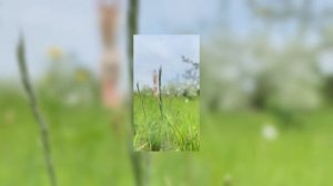 далеко, далеко ускакала в поле молодая лошадь...не догонишь, не поймаешь, не вернешь