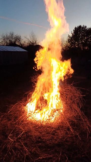 #костёр #огонь #пламя #shortsvideo #shorts #trend #trendingshorts #trending #сад смотреть онлайн