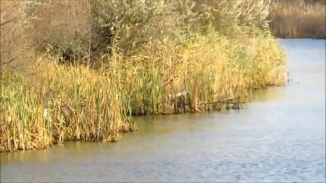 ДНЕПРОВСКИЕ ПЛАВНИ  НОЯБРЬСКИЙ ЭТЮД смотреть онлайн