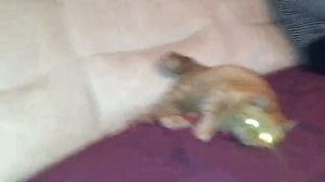 Семён Семёнович