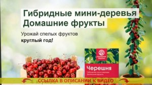 🔥 НЕПРИХОТЛИВЫЕ КОМНАТНЫЕ РАСТЕНИЯ ДЛЯ КУХНИ