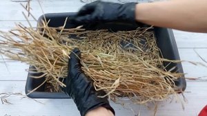 РУКОЛА посевная. СБОР СВОИХ СЕМЯН для будущих посевов