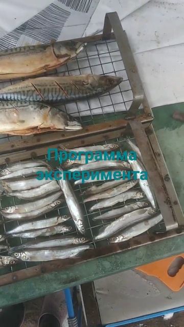 #скумбрия#мойва#копчение#эксперимент#коптильня#выход?