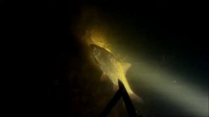 Подводная охота ночью. В поисках рыбы.