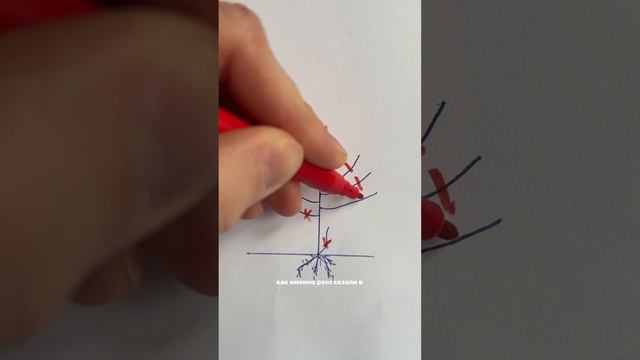 Как формировать чашей деревья в саду. Обрезка. Еще бол?