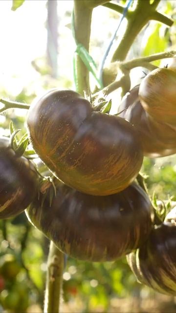 Вкусный и красивый томат! Гном Ребелла. #помидоры #огор смотреть онлайн