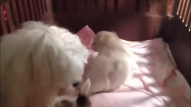 Супер Смех Видео Приколы Курьезы Юмор Прикольно Веселые Животные Топ Лучшие Позитив