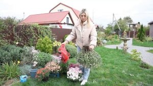 Почему не приживаются хризантемы, посаженные осенью? ?