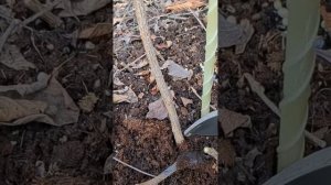 Обрезка метельчатой гортензии Скайфол/ Skyfall #гортензи?