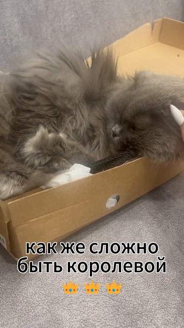 Глаша королева 😽👑 Шотландская кошка и шпиц