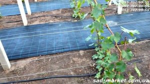 Как сделать виноградник - Советы от А до Я, правильная ?