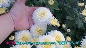 № 99 Корейская хризантема БЕЛГ 25 16