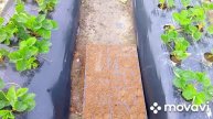 Проводим эксперимент ставим рассаду клубники/ Азия