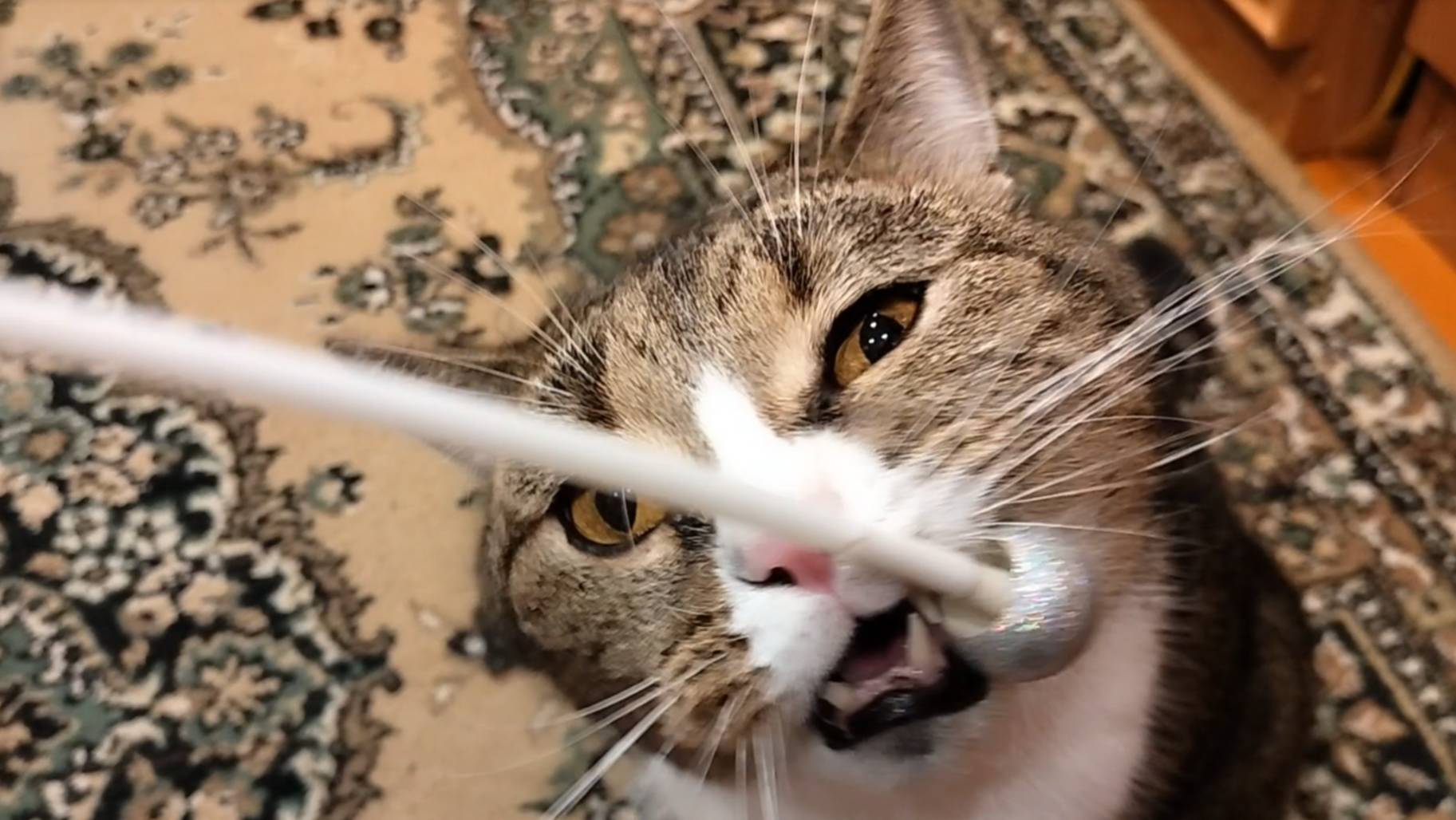 Играем с котом