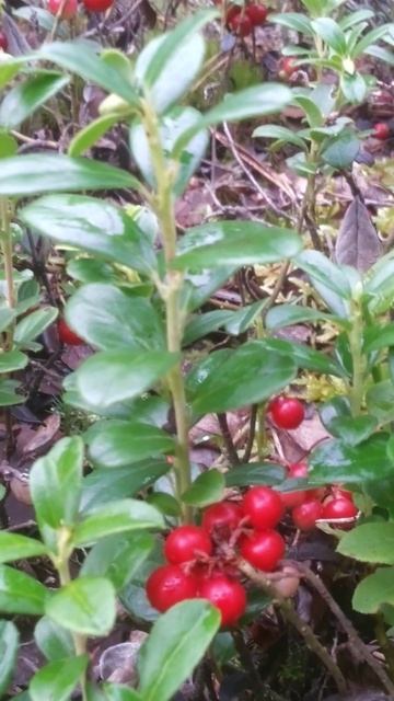 Брусника лесная смотреть онлайн