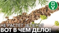 🌿❌ 7 НЕЛЬЗЯ ПРИ ВЫРАЩИВАНИИ УКРОПА И ПЕТРУШКИ! ПОЧЕМУ ЗЕЛЕНЬ РАСТЁТ ХИЛОЙ И НЕВКУСНОЙ? 🌿❌